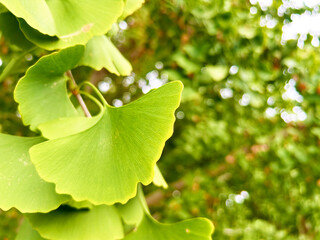 イチョウの青葉のクローズアップ