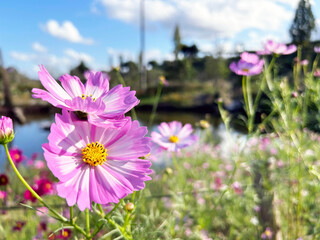 公園の花畑に咲くコスモスのクローズアップ