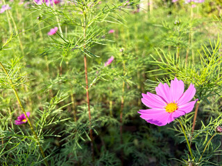 日を浴びるピンク色のコスモスのクローズアップ