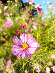 日を浴びるコスモスの花のクローズアップ