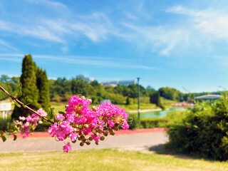 日を浴びるサルスベリの花と爽やかな青空