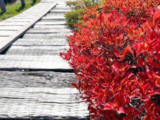 遊歩道際に植えられた紅く色づいたドウダンツツジ
