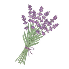Beautiful bouquet of lavender flowers with delicate purple ribbon for aromatherapy relaxation and decoration