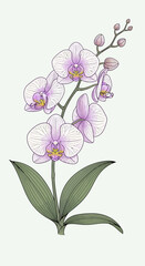 Elegant orchid branch illustration for sophisticated floral designs, botanical prints, and spring themes