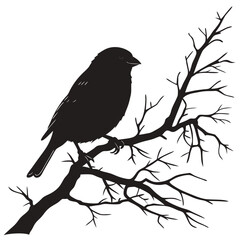 blackbird on a branch
