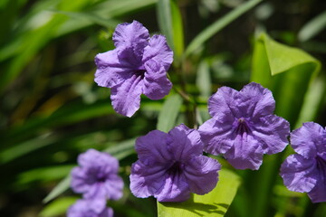 Delicate Tropical Purple Flowers Framed by Green Foliage