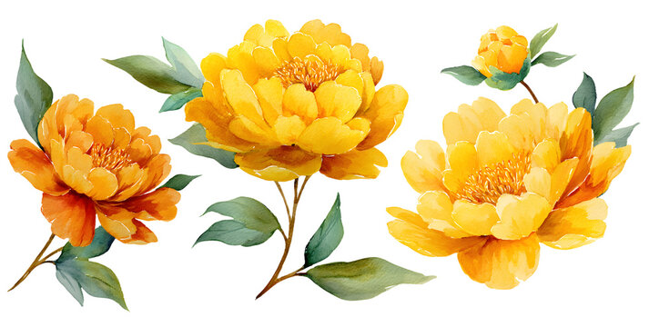 Set of peonies flower yellw orange color Watercolor,spring collection of hand rawn flowers , Botanical pant illustration , elegantwatercolor ,transparent bakground, PNG.