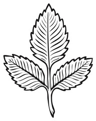 Simple botanical leaf illustration, detailed veins, outline, organic pattern, natural beauty and floral design element