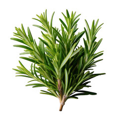 Obraz premium osemary twig isolated on white or transparent.