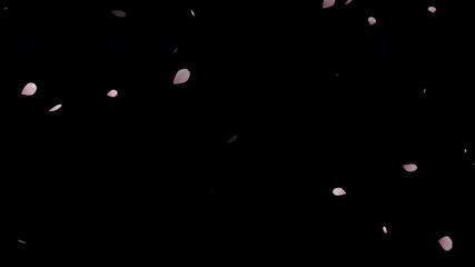 Falling pink cherry petals, Cherry blossom petals falling animation overlay on Alpha Channel Background - Powered by Adobe