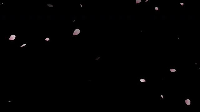 Falling pink cherry petals, Cherry blossom petals falling animation overlay on Alpha Channel Background