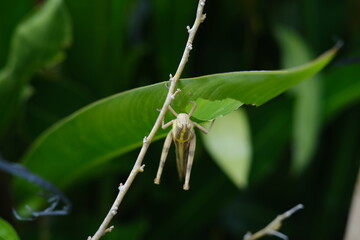 Large Grasshopper on Green Banana Leaf