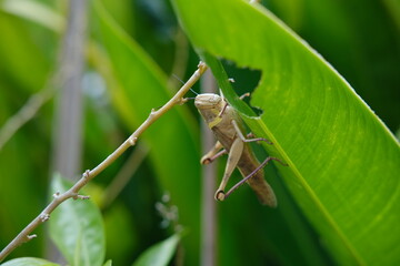 Large Grasshopper on Green Banana Leaf