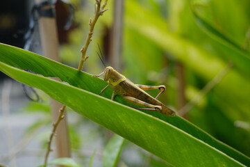 Large Grasshopper on Green Banana Leaf