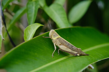Large Grasshopper on Green Banana Leaf
