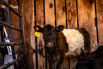Cow 