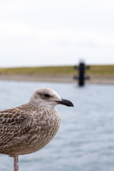 Young seagull with mottled feathers stands near calm water, showcasing its features against a blurred background of a dock and grassy shoreline, embodying coastal wildlife