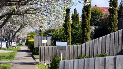 Spring blossoms line a residential street in Tarneit, Melbourne, Australia, with wooden fences at front yard gardens and family homes. A suburban neighborhood with ornamental flowering trees