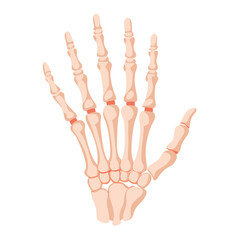 Human hand skeleton on black background, detailed illustration