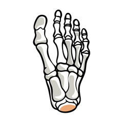 Cartoon Foot Bones Isolated on Black Background Anatomy