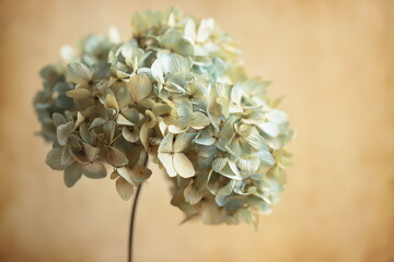 紫陽花のドライフラワー