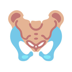 Anatomical Illustration of Pelvic Bone with Light Blue Accent