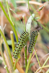 Larva of old world swallowtail (Papilio machaon) in Japan in September