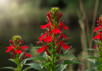 Capture the vibrant beauty of cardinal flowers blooming in a lush garden setting, perfect for adding a touch of nature's elegance and tranquility to your designs and creative projects