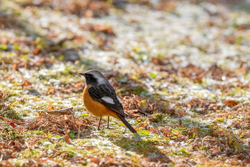 Daurian Redstart Bird on Forest Floor in Natural Light