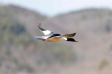 Common Merganser in Flight with Outstretched Wings, Korea