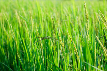 morning time farmer, Bright macro close-up of fresh green grass in a field, with individual blades swaying gently in the wind