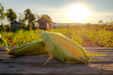 Fresh ripe yellow sweet corn on the cob with green husks growing in a field