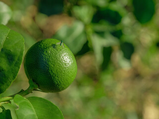 A lime hangs from a branch of a lemon tree, surrounded by healthy green leaves