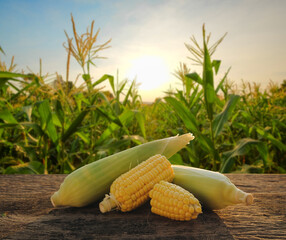 Fresh ripe yellow sweet corn on the cob with green husks growing in a field