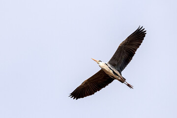 Grey Heron Flying with Wide Wings in Clear Sky, Korea
