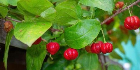 Obraz premium Vibrant red acerola cherries grow among lush green leaves, a taste of the tropics.