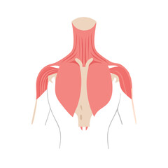 Flat illustration of the human upper torso musculature