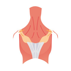 Flat illustration of human neck and shoulder muscles