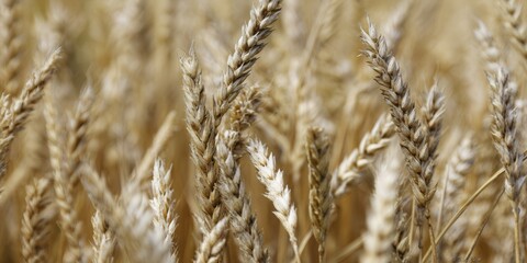 Fototapeta premium Detailed view of ripe wheat stalks in a field, highlighting the golden grains ready for harvest.