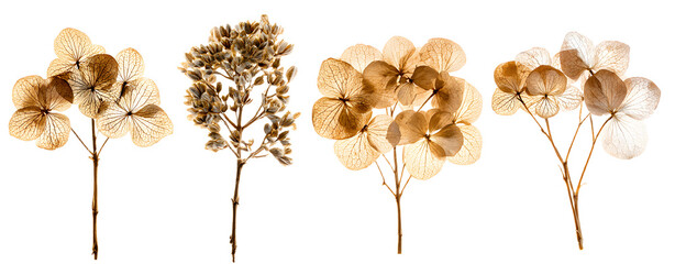 set / collection of delicate dry hydrangea flowers iolated over a transparent ackground, feminine natura autumn, garden, boho or wdding scene design element, top view / flat lay, PNG