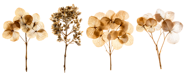 set / collection of delicate dry hydrangea flowers iolated over a transparent ackground, feminine natura autumn, garden, boho or wdding scene design element, top view / flat lay, PNG