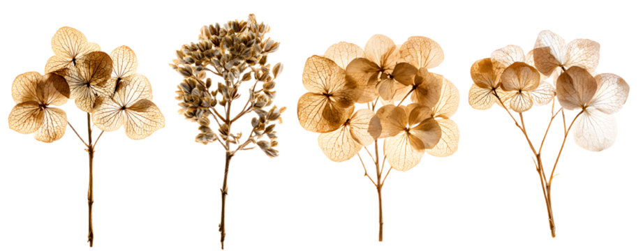 set / collection of delicate dry hydrangea flowers iolated over a transparent ackground, feminine natura autumn, garden, boho or wdding scene design element, top view / flat lay, PNG