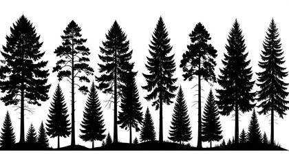 Fototapeta premium Silhouettes of pine trees in a forest