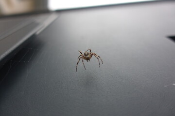Macro view of spider suspended on thin web strands against blurred background
