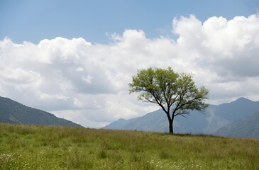 Fototapeta premium lonely tree in the field
