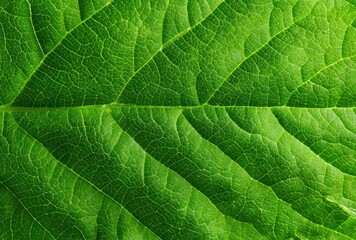 Detailed macro view of a vibrant, fresh green leaf highlighting its intricate vein structure and textured surface under bright sunlight
