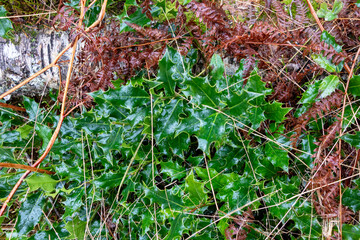 Atlantic flora in March, Western Norway—near the Boreal floristic boundary