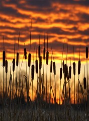 Silhouetted cattails stand tall against a fiery sunset sky filled with textured, orange-tinted clouds, creating a warm and serene natural scene