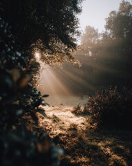 A pathway through a forest is illuminated by beams of sunlight piercing through the dense canopy on a misty morning