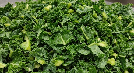 Fototapeta premium Fresh Green Kale Pile Chopped for Salad or Cooking Preparation